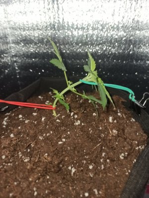 IMG_20230331_230118.jpg IMG_20230331_230118.jpg