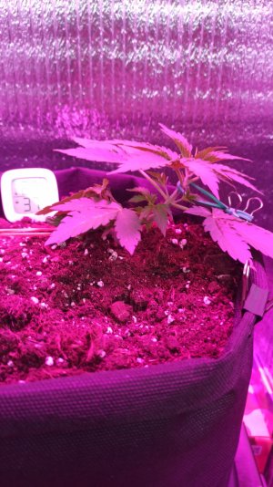 IMG_2023_04_03_15_02_06_5016932577009083818395.jpg IMG_2023_04_03_15_02_06_5016932577009083818395.jpg