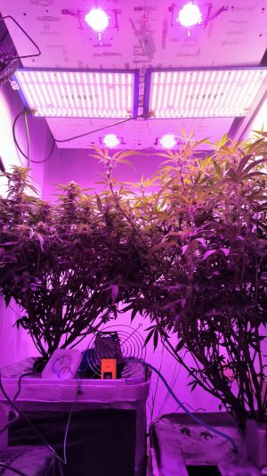 Кракен в действии) Кракен в действии)