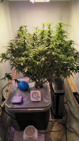 IMG_20230407_232020.jpg IMG_20230407_232020.jpg