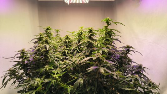 IMG_20230407_230918.jpg IMG_20230407_230918.jpg