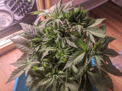 IMG_20230320_171025_187.jpg IMG_20230320_171025_187.jpg