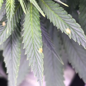 65BA9BCF-7B96-47DA-89C0-D6943CE9C0D6.jpeg 65BA9BCF-7B96-47DA-89C0-D6943CE9C0D6.jpeg