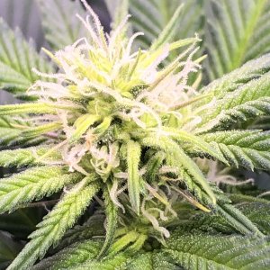 4CE46E8E-07D9-406E-9865-CA722834D7B4.jpeg 4CE46E8E-07D9-406E-9865-CA722834D7B4.jpeg