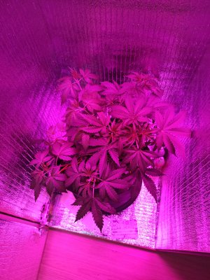 IMG_20230415_141137.jpg IMG_20230415_141137.jpg