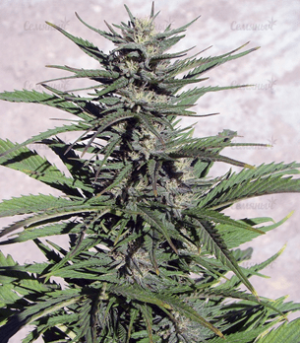 1634296266097.png 1634296266097.png