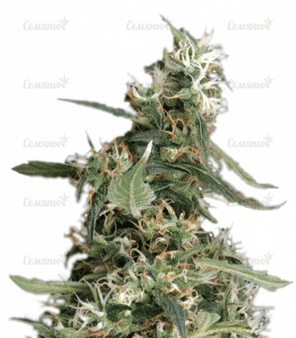 1635165380404.png 1635165380404.png