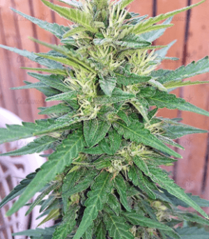 1636454198810.png 1636454198810.png