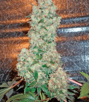 1636463237697.png 1636463237697.png