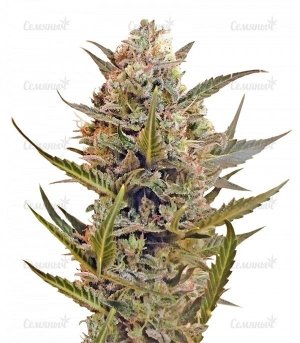 sort_Chrystal_regular_Nirvana_Seeds__RPeNNl14VM4yZ89c.jpg