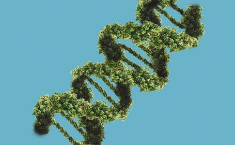 Стимуляторы для конопли