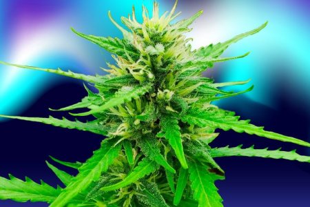 Сорт конопли Northern Lights – житель сурового севера