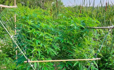 Необычная форма кустов конопли Необычная форма кустов конопли