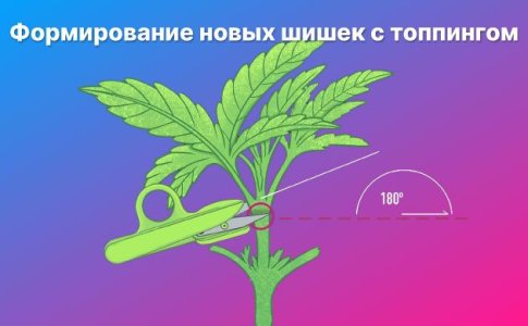 Топпинг конопли Топпинг конопли