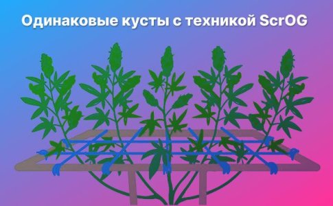 Техника ScrOG для конопли Техника ScrOG для конопли