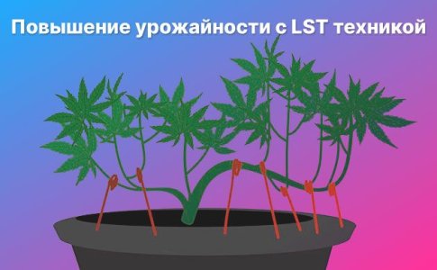 Техника LST для конопли Техника LST для конопли