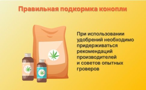 Удобрения для быстрого развития конопли