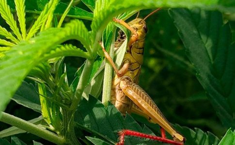 Как защитить коноплю от вредителей Как защитить коноплю от вредителей