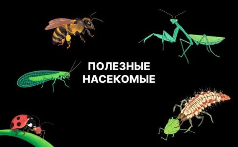 Полезные насекомые для конопли Полезные насекомые для конопли