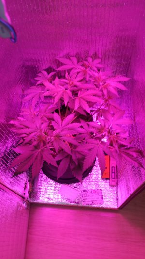 IMG_2023_04_17_17_11_44_3307024855464984186584.jpg IMG_2023_04_17_17_11_44_3307024855464984186584.jpg