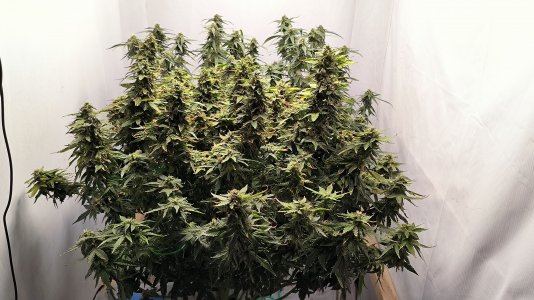 IMG_20230418_001736.jpg IMG_20230418_001736.jpg