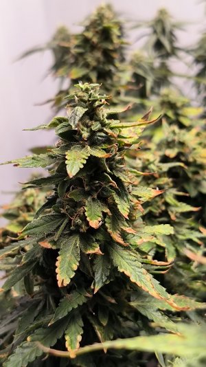 IMG_20230418_001803.jpg IMG_20230418_001803.jpg