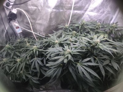 IMG_20230420_184707_168.jpg IMG_20230420_184707_168.jpg