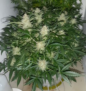 20230421_123019.jpg 20230421_123019.jpg