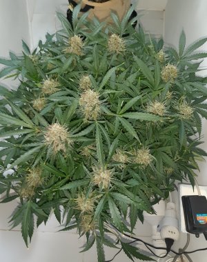 20230421_124301.jpg 20230421_124301.jpg