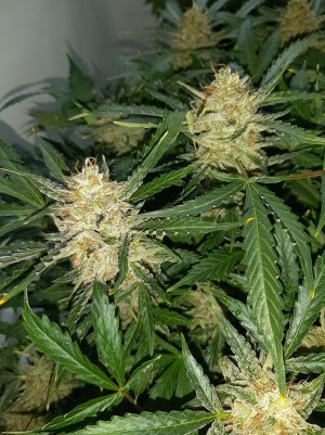 20230421_124235.jpg 20230421_124235.jpg