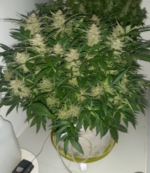 20230421_130124.jpg 20230421_130124.jpg