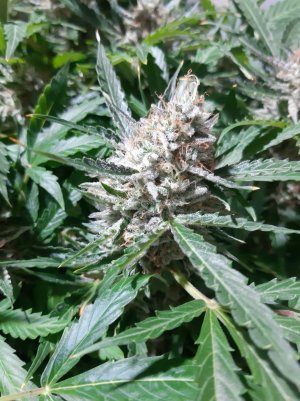 20230422_194905.jpg 20230422_194905.jpg