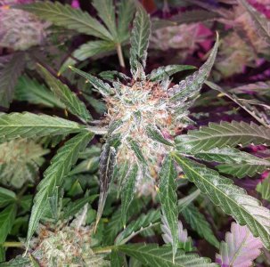 20230422_202447.jpg 20230422_202447.jpg