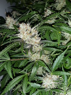 20230422_204014.jpg 20230422_204014.jpg