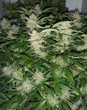 20230424_104814.jpg 20230424_104814.jpg