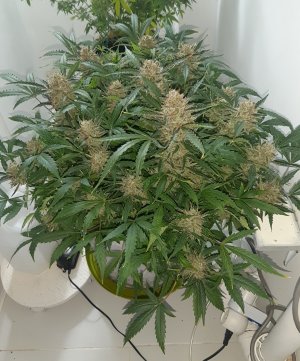 20230424_105807.jpg 20230424_105807.jpg