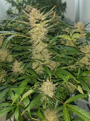 20230424_105731.jpg 20230424_105731.jpg