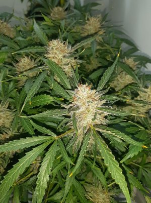 20230424_105744.jpg 20230424_105744.jpg