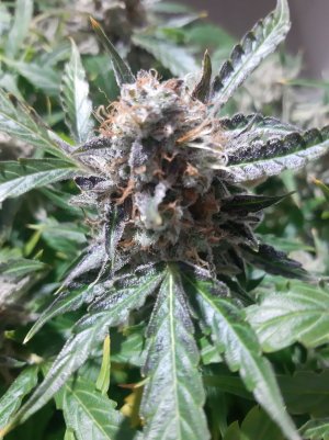 20230425_181633.jpg 20230425_181633.jpg