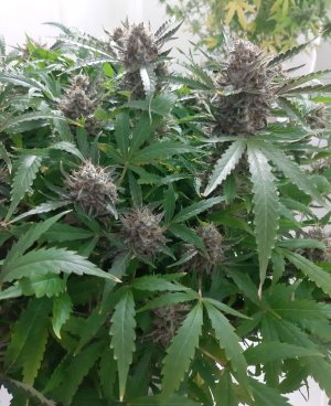 20230425_181923.jpg 20230425_181923.jpg