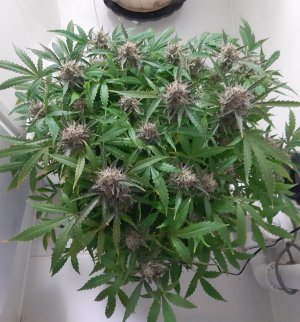 20230425_182112.jpg 20230425_182112.jpg