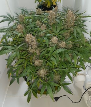 20230425_182149.jpg 20230425_182149.jpg