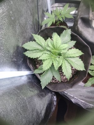 IMG_20230425_185725_812.jpg IMG_20230425_185725_812.jpg