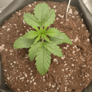 1682435979121.png 1682435979121.png