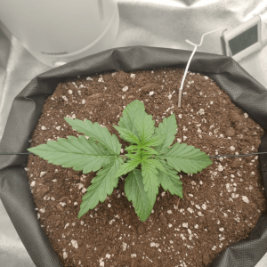 1682436108340.png 1682436108340.png