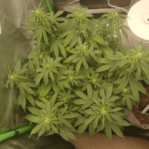 1682437303939.png 1682437303939.png