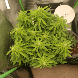 1682437480043.png 1682437480043.png