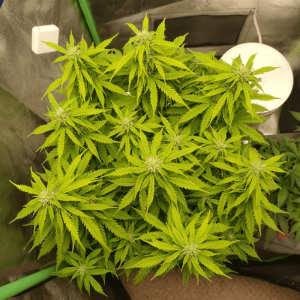 1682437724133.png 1682437724133.png