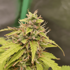 1682438161274.png 1682438161274.png