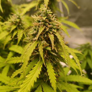 1682438345598.png 1682438345598.png